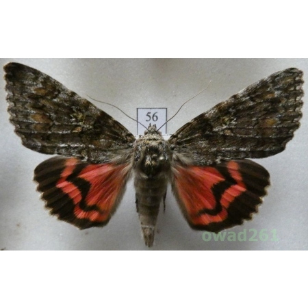 Catocala sponsa (Linnaeus, 1767) Czech56